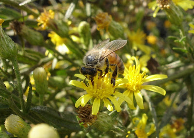 Face of a bee