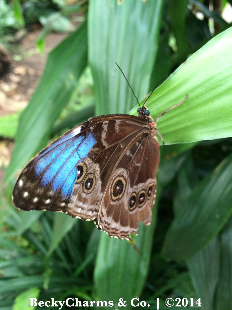 Our Trip to Butterfly Jungle at San Diego Safari Park for Spring Break 2014 by BeckyCharms