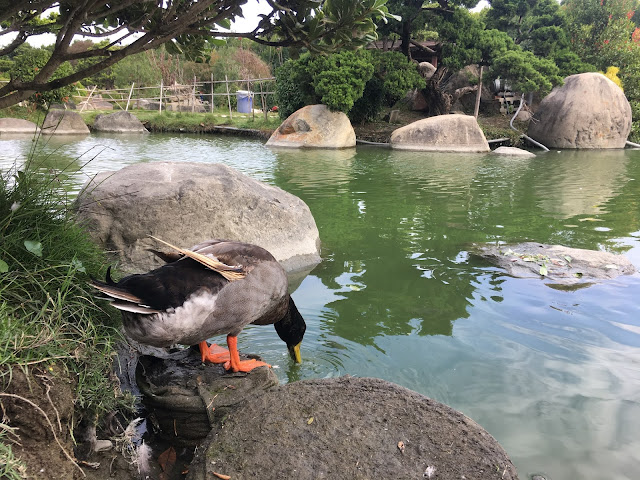 Chenglin Agarwood park, Yunlin, Taiwan