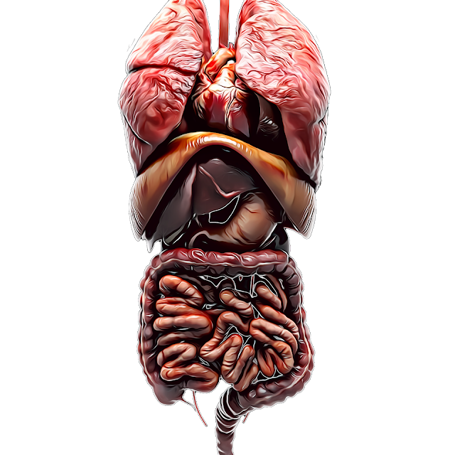 anatomy  ,human digestive system,What is the digestive system and its function?