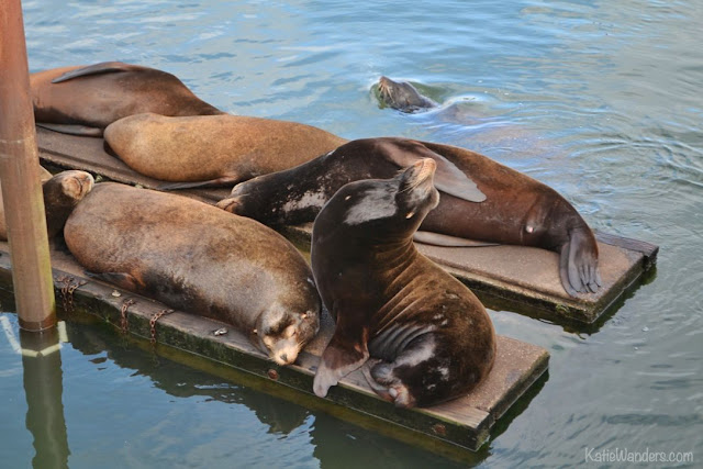 Sea Lions of Astoria