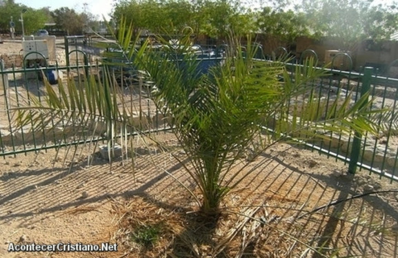 Árbol Phoenix dactylifera brota en Israel