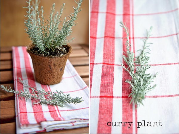 Curry plant