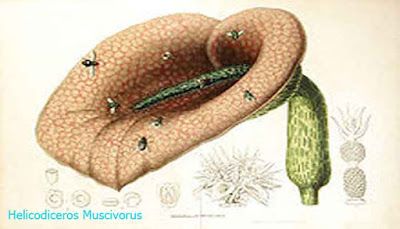 Helicodiceros Muscivorus