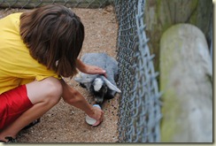St. Louis trip, June 25-27--Grant's Farm--feeding the goats