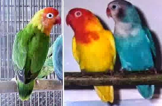 Om Hoby: Warna Warni Burung Love Bird