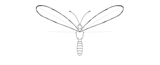 how-to-draw-butterfly-2-4