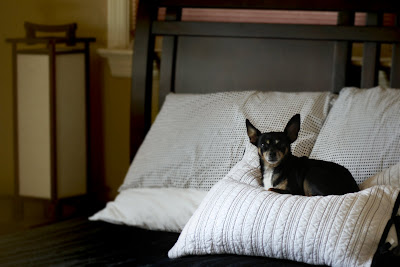 dog on bed