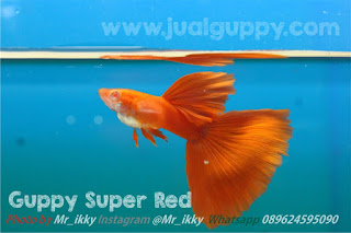 Jual Albino Full Super Red,  Harga Albino Full Super Red,  Toko Albino Full Super Red,  Diskon Albino Full Super Red,  Beli Albino Full Super Red,  Review Albino Full Super Red,  Promo Albino Full Super Red,  Spesifikasi Albino Full Super Red,  Albino Full Super Red Murah,  Albino Full Super Red Asli,  Albino Full Super Red Original,  Albino Full Super Red Jakarta,  Jenis Albino Full Super Red,  Budidaya Albino Full Super Red,  Peternak Albino Full Super Red,  Cara Merawat Albino Full Super Red,  Tips Merawat Albino Full Super Red,  Bagaimana cara merawat Albino Full Super Red,  Bagaimana mengobati Albino Full Super Red,  Ciri-Ciri Hamil Albino Full Super Red,  Kandang Albino Full Super Red,  Ternak Albino Full Super Red,  Makanan Albino Full Super Red,  Albino Full Super Red Termahal,  Adopsi Albino Full Super Red,  Jual Cepat Albino Full Super Red,  Albino Full Super Red  Jakarta,  Albino Full Super Red  Bandung,  Albino Full Super Red  Medan,  Albino Full Super Red  Bali,  Albino Full Super Red  Makassar,  Albino Full Super Red  Jambi,  Albino Full Super Red  Pekanbaru,  Albino Full Super Red  Palembang,  Albino Full Super Red  Sumatera,  Albino Full Super Red  Langsa,  Albino Full Super Red  Lhokseumawe,  Albino Full Super Red  Meulaboh,  Albino Full Super Red  Sabang,  Albino Full Super Red  Subulussalam,  Albino Full Super Red  Denpasar,  Albino Full Super Red  Pangkalpinang,  Albino Full Super Red  Cilegon,  Albino Full Super Red  Serang,  Albino Full Super Red  Tangerang Selatan,  Albino Full Super Red  Tangerang,  Albino Full Super Red  Bengkulu,  Albino Full Super Red  Gorontalo,  Albino Full Super Red  hewan indonesia,  Albino Full Super Red  jurnal kedokteran hewan,  Albino Full Super Red  dokter hewan 24 jam,  Albino Full Super Red  permainan hewan melahirkan,  Albino Full Super Red  rs hewan,  Albino Full Super Red  hewan qurban,  Albino Full Super Red  kambing kurban,  Albino Full Super Red  hewan terbesar di dunia,  Albino Full Super Red  hewan kurban,  Albino Full Super Red  ciri ciri hewan vertebrata,  Albino Full Super Red  ciri ciri hewan,  Albino Full Super Red  ciri ciri hewan laut,  Albino Full Super Red  hewan yang terdiri dari satu sel disebut,  Albino Full Super Red  hewan dari h,  Albino Full Super Red  nama untuk hewan peliharaan,  Albino Full Super Red  hewan,  Albino Full Super Red  games hewan peliharaan,  Albino Full Super Red  dokter hewan murah,  Albino Full Super Red  klinik hewan jakarta,  Albino Full Super Red  dokter hewan di jakarta,  Albino Full Super Red  video hewan hewan,  Albino Full Super Red  dunia hewan,  Albino Full Super Red  kedokteran hewan,  Albino Full Super Red  dokter hewan 24 jam jakarta,  Albino Full Super Red  klinik dokter hewan,  Albino Full Super Red  permainan hewan,  Albino Full Super Red  dokter hewan jakarta,  Albino Full Super Red  game hewan,  Albino Full Super Red  klinik hewan,  Albino Full Super Red  dokter hewan di jakarta pusat,  Albino Full Super Red  mainan hewan,  Albino Full Super Red  dokter hewan,  Albino Full Super Red  dokter hewan ke rumah,  Albino Full Super Red  dokter hewan jakarta pusat,  Albino Full Super Red  biaya dokter hewan,  Albino Full Super Red  tarif dokter hewan,  Albino Full Super Red  dokter hewan kucing,  Albino Full Super Red  klinik hewan 24 jam,  Albino Full Super Red  biaya ke dokter hewan,  Albino Full Super Red  hewan lucu,  Albino Full Super Red  dokter hewan gratis,  Albino Full Super Red  dokter hewan online,  Albino Full Super Red  hewan hewan,  Albino Full Super Red  hewan peliharaan,  Albino Full Super Red  game binatang,  Albino Full Super Red  jual hewan,  Albino Full Super Red  jual beli hewan,  Albino Full Super Red  binatang peliharaan,  Albino Full Super Red  video hewan lucu di dunia,  Albino Full Super Red  jual beli hewan online,  Albino Full Super Red  jual beli satwa,  Albino Full Super Red  binatang aneh,  Albino Full Super Red  hewan aneh,  Albino Full Super Red  nama hewan,  Albino Full Super Red  hewan aneh di dunia,  Albino Full Super Red  nama hewan peliharaan,  Albino Full Super Red  hewan hewan peliharaan,  Albino Full Super Red  fakultas kedokteran hewan,  Albino Full Super Red  hewan hewan aneh,  Albino Full Super Red  kesehatan hewan,  Albino Full Super Red  game online hewan,  Albino Full Super Red  hewan klop,  Albino Full Super Red  semua nama hewan,  Albino Full Super Red  rumah hewan,  Albino Full Super Red  foto hewan hewan,  Albino Full Super Red  hewan hewan liar,  Albino Full Super Red  he wan,  Albino Full Super Red  gambar hewan hewan,  Albino Full Super Red  nama hewan di dunia,  Albino Full Super Red  hewan d,  Albino Full Super Red  universitas kedokteran hewan,  Albino Full Super Red  jurusan kedokteran hewan,  Albino Full Super Red  nama semua hewan,  Albino Full Super Red  film hewan hewan,  Albino Full Super Red  hewan di air,  Albino Full Super Red  kelompok hewan,  Albino Full Super Red  hewan hewan buas,  Albino Full Super Red  dr hewan,  Albino Full Super Red  hewan hewan di dunia,  Albino Full Super Red  hewan a,  Albino Full Super Red  game hewan klop,  Albino Full Super Red  nama hewan hewan,  Albino Full Super Red  daftar nama hewan di seluruh dunia,  Albino Full Super Red  hewan dari d,  Albino Full Super Red  hewan dijual,  Albino Full Super Red  10 hewan,  Albino Full Super Red  ilmu kesehatan hewan,  Albino Full Super Red  binatang fauna,  Albino Full Super Red  ilmu kedokteran hewan,  Albino Full Super Red  hewan darat,  Albino Full Super Red  hewan hewan laut,  Albino Full Super Red  pengertian hewan,  Albino Full Super Red  anak hewan,  Albino Full Super Red  hewan hewan mamalia,  Albino Full Super Red  biaya kedokteran hewan,  Albino Full Super Red  ensiklopedia hewan,  Albino Full Super Red  berniaga hewan peliharaan jawa timur,  Albino Full Super Red  ciri ciri animalia,  Albino Full Super Red  hewan hewan herbivora,  Albino Full Super Red  hewan dunia,  Albino Full Super Red  hewan hewan unik,  Albino Full Super Red  games hewan klop,  Albino Full Super Red  nama binatang di dunia,  Albino Full Super Red  hewan c,  Albino Full Super Red  kelompok binatang,  Albino Full Super Red  nama hewan dari a,  Albino Full Super Red  hewan hewan kurban,  Albino Full Super Red  rumah sakit hewan,  Albino Full Super Red  golongan hewan,  Albino Full Super Red  hewan hewan air,  Albino Full Super Red  perkembangan hewan,  Albino Full Super Red  pertumbuhan hewan,  Albino Full Super Red  hewan paling,  Albino Full Super Red  hewan hewan karnivora,  Albino Full Super Red  nama hewan a,  Albino Full Super Red  ciri ciri invertebrata,  Albino Full Super Red  sistematika hewan,  Albino Full Super Red  ciri ciri hewan dan tumbuhan,  Albino Full Super Red  tokobagus hewan jatim,  Albino Full Super Red  hewan surabaya,  Albino Full Super Red  semua hewan di dunia,  Albino Full Super Red  ciri ciri binatang,  Albino Full Super Red  nama buat hewan peliharaan,  Albino Full Super Red  ciri hewan vertebrata,  Albino Full Super Red  ciri ciri hewan invertebrata,  Albino Full Super Red  hewan di indonesia,  Albino Full Super Red  binatang termasuk ke dalam kelompok apa,  Albino Full Super Red  organ dalam hewan,  Albino Full Super Red  hewan e,  Albino Full Super Red  hewan di laut,  Albino Full Super Red  games hewan melahirkan,  Albino Full Super Red  permainan hewan klop,  Albino Full Super Red  jual beli hewan peliharaan tokobagus,  Albino Full Super Red  ciri hewan,  Albino Full Super Red  macam2 hewan,  Albino Full Super Red  fakultas kedokteran hewan di indonesia,  Albino Full Super Red  sistem organ hewan,  Albino Full Super Red  tokobagus hewan peliharaan,  Albino Full Super Red  organ dalam pada hewan,  Albino Full Super Red  hewan berongga,  Albino Full Super Red  alamat dokter hewan,  Albino Full Super Red  binatang termasuk kedalam kelompok apa,  Albino Full Super Red  nama binatang jinak,  Albino Full Super Red  pengertian binatang,  Albino Full Super Red  tokobagus hewan jawa timur,  Albino Full Super Red  tentang hewan,  Albino Full Super Red  perbedaan hewan dan binatang,  Albino Full Super Red  hewan adalah,  Albino Full Super Red  definisi hewan,  Albino Full Super Red  hewan hewanan,  Albino Full Super Red  organ tubuh hewan,  Albino Full Super Red  ciri ciri sel hewan,  Albino Full Super Red  ciri animalia,  Albino Full Super Red  binatang termasuk kelompok apa,  Albino Full Super Red  binatang binatang laut,  Albino Full Super Red  hewan yang di indonesia,  Albino Full Super Red  ensiklopedia binatang,  Albino Full Super Red  hewan tak berkaki,  Albino Full Super Red  hewan hewan laut dalam,  Albino Full Super Red  vidio onthe spot,  Albino Full Super Red  ciri ciri umum animalia,  Albino Full Super Red  nama hewan di seluruh dunia,  Albino Full Super Red  klasifikasi binatang,  Albino Full Super Red  hewan hewan di indonesia,  Albino Full Super Red  ciri umum animalia,  Albino Full Super Red  pertumbuhan hewan dan tumbuhan,  Albino Full Super Red  ciri ciri hewan peliharaan,  Albino Full Super Red  kerajaan hewan,  Albino Full Super Red  ciri hewan invertebrata,  Albino Full Super Red  apa itu hewan peliharaan,  Albino Full Super Red  kingdom animalia adalah,  Albino Full Super Red  ciri invertebrata,  Albino Full Super Red  hewan animalia,  Albino Full Super Red  binatang satwa,  Albino Full Super Red  nama hewan di indonesia,  Albino Full Super Red  fakultas dokter hewan,  Albino Full Super Red  hewan yang belum memiliki sistem organ,  Albino Full Super Red  jenis binatang liar,  Albino Full Super Red  ciri ciri fauna,  Albino Full Super Red  aksi lucu binatang,  Albino Full Super Red  ciri ciri hewan darat,  Albino Full Super Red  struktur tubuh hewan,  Albino Full Super Red  karakteristik hewan,  Albino Full Super Red  ciri ciri umum hewan,  Albino Full Super Red  macam macam organ pada hewan,  Albino Full Super Red  ciri ciri jaringan hewan,  Albino Full Super Red  evolusi vertebrata,  Albino Full Super Red  gambar semua jenis hewan,  Albino Full Super Red  biologi hewan,  Albino Full Super Red  ciri ciri pada hewan,  Albino Full Super Red  hewan peliharaan yang bagus,  Albino Full Super Red  artikel jaringan hewan,  Albino Full Super Red  ciri ciri binatang buas,  Albino Full Super Red  hewan hewan asiatis,  Albino Full Super Red  binatang hidup di lautan,  Albino Full Super Red  sekolah dokter hewan,  Albino Full Super Red  hewan hewan besar,  Albino Full Super Red  jenis hewan liar,  Albino Full Super Red  bagian tubuh hewan dalam bahasa inggris,  Albino Full Super Red  ciri ciri hewan yang hidup di darat,  Albino Full Super Red  jurusan dokter hewan,  Albino Full Super Red  siklus hidup hewan,  Albino Full Super Red  hewan hewan australia,  Albino Full Super Red  evolusi binatang,  Albino Full Super Red  universitas dokter hewan,  Albino Full Super Red  video lucu hewan kaget,  Albino Full Super Red  ciri hewan dalam bahasa inggris,  Albino Full Super Red  klasifikasi fauna,  Albino Full Super Red  binatang di darat,  Albino Full Super Red  hewan hewan indonesia,  Albino Full Super Red  pengertian klasifikasi hewan,  Albino Full Super Red  ciri ciri hewan vertebrata dan invertebrata,  Albino Full Super Red  binatang yang hidup di laut,  Albino Full Super Red  satwa adalah,  Albino Full Super Red  sistem organ pada hewan dan tumbuhan,  Albino Full Super Red  kedokteran hewan di indonesia,  Albino Full Super Red  daftar fakultas kedokteran hewan di indonesia,  Albino Full Super Red  evolusi invertebrata,  Albino Full Super Red  ciri ciri hewan invertebrata dan vertebrata,  Albino Full Super Red  definisi binatang,  Albino Full Super Red  gambar hewan berongga,  Albino Full Super Red  bentuk binatang,  Albino Full Super Red  hewan hewan peralihan,  Albino Full Super Red  ciri ciri vertebrata dan invertebrata,  Albino Full Super Red  ensiklopedia tentang hewan,  Albino Full Super Red  hewan bagus,  Albino Full Super Red  ciri binatang,  Albino Full Super Red  faktor yang mempengaruhi perbedaan struktur jaringan hewan,  Albino Full Super Red  ciri ciri umum invertebrata,  Albino Full Super Red  pengertian dunia hewan,  Albino Full Super Red  ciri umum hewan,  Albino Full Super Red  hewan jawa,  Albino Full Super Red  apa yang dimaksud dengan hewan,  Albino Full Super Red  beda hewan dan binatang,  Albino Full Super Red  pengertian hewan vertebrata dan invertebrata,  Albino Full Super Red  ciri ciri umum hewan invertebrata,  Albino Full Super Red  hewan dan binatang,  Albino Full Super Red  dokter hewan indonesia,  Albino Full Super Red  perbedaan hewan dengan binatang,  Albino Full Super Red  nama hewan indonesia,  Albino Full Super Red  hewan tanpa tulang belakang,  Albino Full Super Red  ciri ciri invertebrata dan vertebrata,  Albino Full Super Red  hewan hewan endemik,  Albino Full Super Red  pengelompokan binatang,  Albino Full Super Red  apa itu hewan,  Albino Full Super Red  hewan yang termasuk coelenterata,  Albino Full Super Red  universitas jurusan dokter hewan,  Albino Full Super Red  ciri ciri makhluk hidup pada hewan,  Albino Full Super Red  pengertian hewan dan tumbuhan,  Albino Full Super Red  ciri ciri hewan buas,  Albino Full Super Red  hewan indonesia timur,  Albino Full Super Red  perbedaan binatang dan hewan,  Albino Full Super Red  ciri ciri pertumbuhan hewan,  Albino Full Super Red  jenis hewan yang hidup di darat,  Albino Full Super Red  pengertian hewan liar,  Albino Full Super Red  organ tubuh pada hewan,  Albino Full Super Red  10 hewan yang hidup di air,  Albino Full Super Red  animasi hewan hewan,  Albino Full Super Red  ciri ciri animalia secara umum,  Albino Full Super Red  gambar berbagai jenis hewan,  Albino Full Super Red  ciri ciri hewan air,  Albino Full Super Red  wacana tentang hewan,  Albino Full Super Red  sistem organ pada hewan vertebrata,  Albino Full Super Red  ciri ciri pertumbuhan pada hewan,  Albino Full Super Red  animalia hewan,  Albino Full Super Red  jaringan dan organ pada hewan,  Albino Full Super Red  bagian bagian tubuh hewan dalam bahasa inggris,  Albino Full Super Red  pengertian hewan darat,  Albino Full Super Red  jenis jenis hewan dan tumbuhan,  Albino Full Super Red  organ hewan vertebrata,  Albino Full Super Red  struktur dan fungsi organ hewan,  Albino Full Super Red  evolusi hewan vertebrata,  Albino Full Super Red  binatang termasuk dalam kelompok,  Albino Full Super Red  ciri ciri hewan hidup di air,  Albino Full Super Red  ciri kelompok hewan vertebrata,  Albino Full Super Red  bagian tubuh binatang,  Albino Full Super Red  spesifikasi hewan,  Albino Full Super Red  sistem saraf pada hewan invertebrata dan vertebrata,  Albino Full Super Red  ciri ciri hewan animalia,  Albino Full Super Red  kerajaan binatang,  Albino Full Super Red  bentuk hewan,  Albino Full Super Red  hewan indonesia barat,  Albino Full Super Red  ciri ciri hewan hidup di darat,  Albino Full Super Red  ciri ciri khas hewan,  Albino Full Super Red  pertumbuhan binatang,  Albino Full Super Red  artikel tentang jaringan hewan,  Albino Full Super Red  ciri hewan vertebrata dan invertebrata,  Albino Full Super Red  hewan hewan darat,  Albino Full Super Red  ciri ciri khusus beberapa hewan,  Albino Full Super Red  definisi satwa,  Albino Full Super Red  pengertian tumbuhan dan hewan,  Albino Full Super Red  evolusi hewan dan tumbuhan,  Albino Full Super Red  penjelasan animalia,  Albino Full Super Red  evolusi hewan invertebrata,  Albino Full Super Red  pengertian tentang hewan,  Albino Full Super Red  hewan yang terdiri dari satu sel,  Albino Full Super Red  ciri ciri semua hewan,  Albino Full Super Red  ciri ciri hewan berkaki empat,  Albino Full Super Red  hewan hewan yang hidup di laut,  Albino Full Super Red  ciri ciri binatang laut,  Albino Full Super Red  5 kelompok hewan vertebrata,  Albino Full Super Red  golongan hewan berongga, 