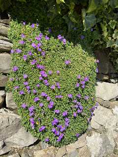 Aubrieta deltoidea - Purple Rock Cress – via Castagneta, Bergamo.