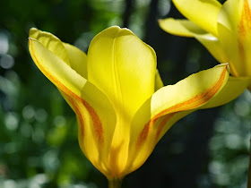 Smuk gul tulipan i forårshaven