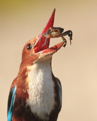 "White-throated Kingfisher, with crab as prey."