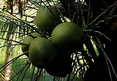 Kelapa (Coconut)