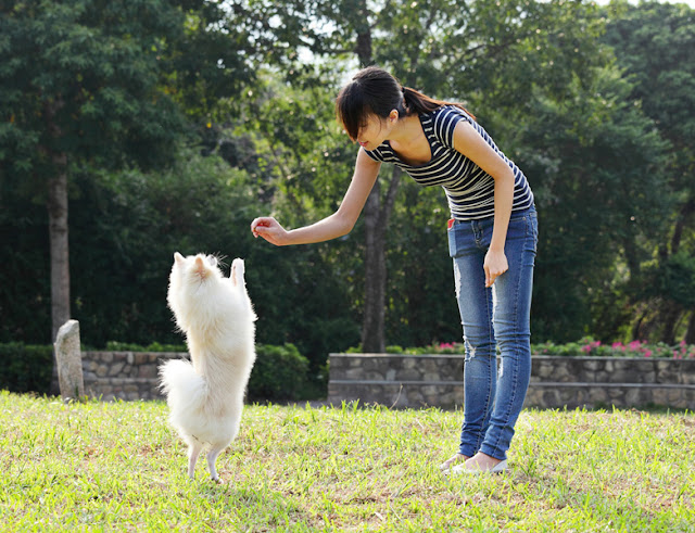 Five fun things to do to make your dog happy today. Enrichment your dog will love, number 4: positive reinforcement training, like this little dog being taught to sit pretty