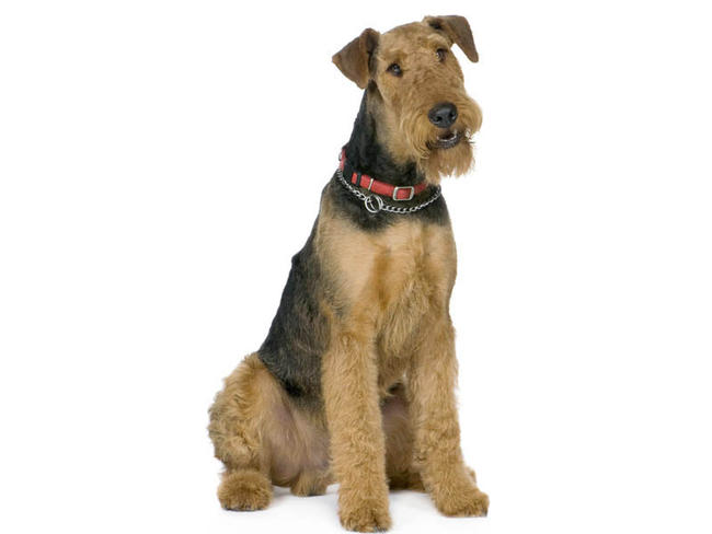 Terrier Dog Breeds. Airedale Terrier Dog breed