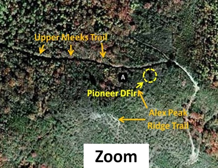 Pioneer DFir Map Zoom