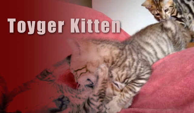 Toyger Kitten for Sale Near Me – Find Your New Feline Friend