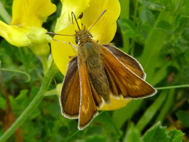 Lulworth Skipper (2021)