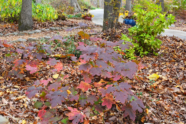 oakleaf hydrangea fall foliage