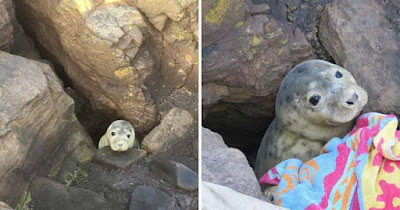 Little Seal Pokes Head From Hole To Look For Help After Getting Stuck In Rocks