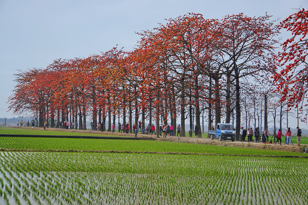 彰化竹塘木棉道位於綠色稻田間的火紅木棉花道，水神樹公廟旁