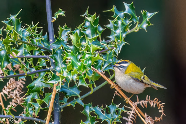 Firecrest