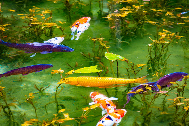 Monet's pond, Seki city, Gifu prefecture, Japan