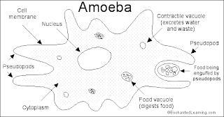 Locomotion-in-amoeba(learn-4-future.blogspot.com)