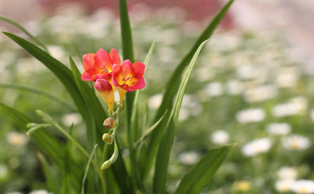 Freesia Flowers Pictures