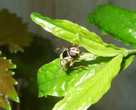 hover fly