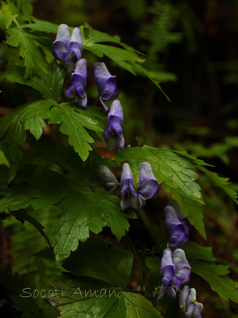 Aconitum japonicum