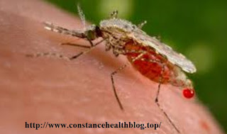 Malaria 