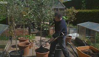 Monty Don Olive Tree