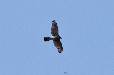 Shikra - Accipiter badius