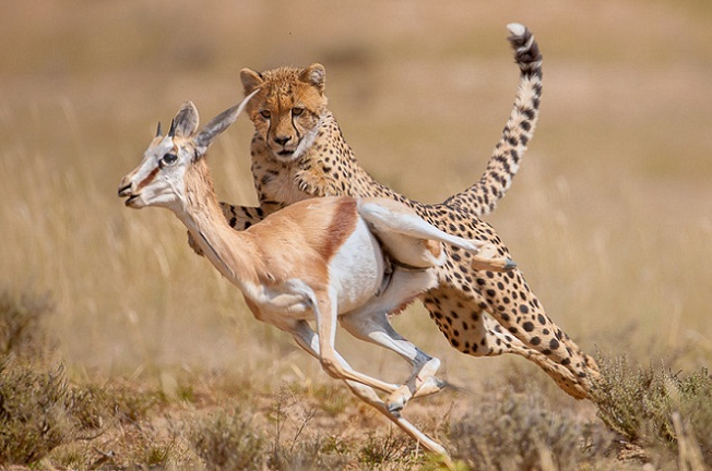 Ini 10 Fakta Menarik Tentang Cheetah Hewan  Tercepat Di 