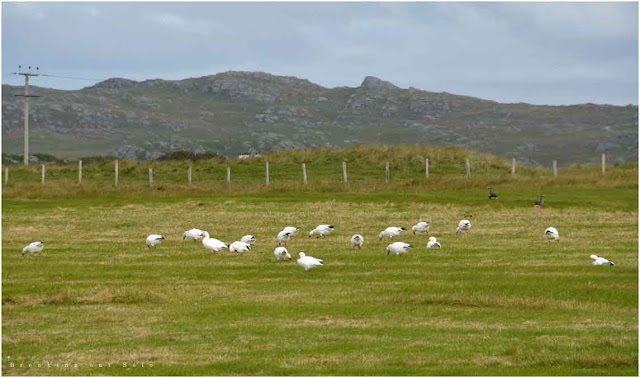 Snow geese Isle of Coll Scotland