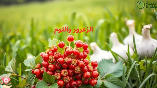 الزعروروالثوم لعلاج ضغط الدم
