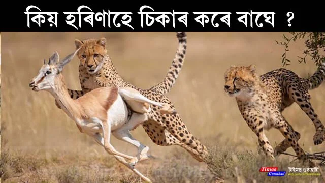 Tiger vs Deer