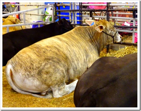 Houston Rodeo and Livestock Show