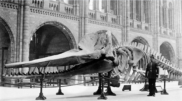 Скелет кашалота встречает посетителей музея в 1901 году