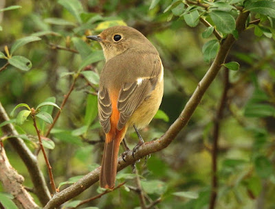 黃尾鴝雌鳥