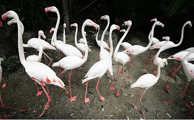 Chiang Mai Zoo