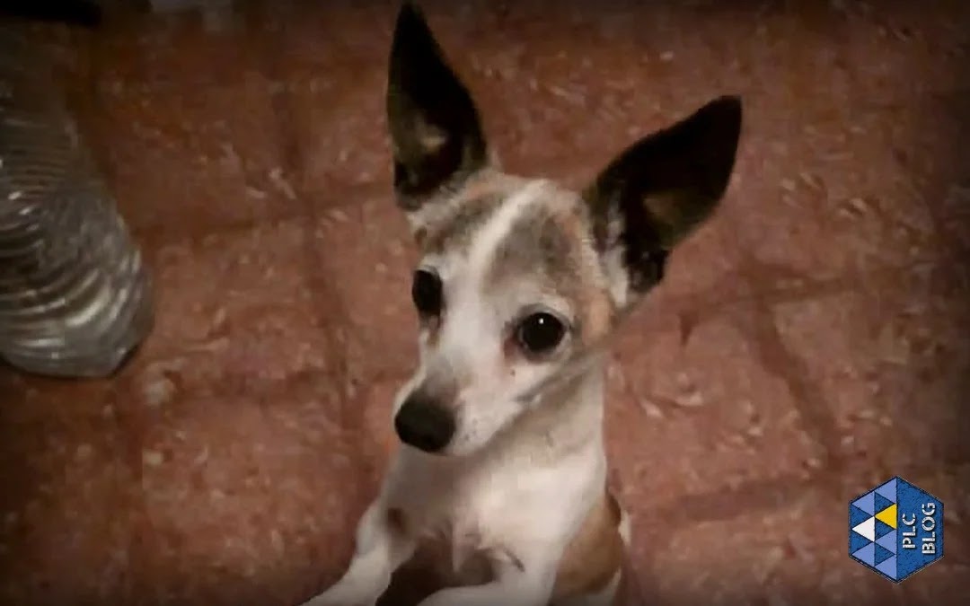 El pequeño "Boli" en vida (Foto: PACMA).
