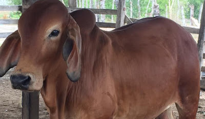 Brahman rojo