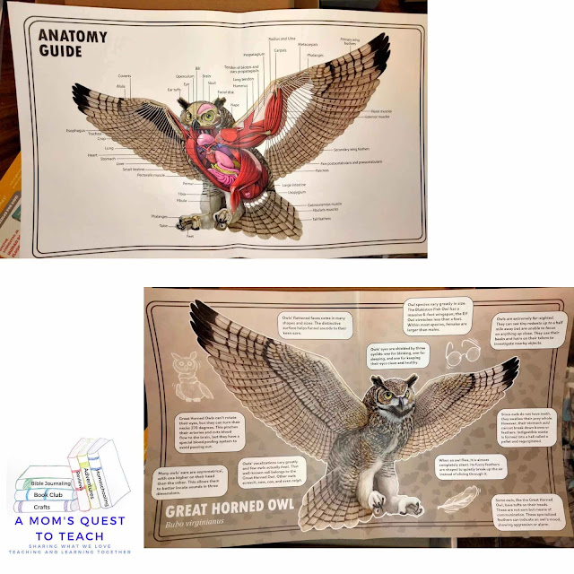 A Mom's Quest to Teach logo; laminated owl fact sheet and guide