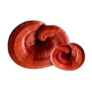 Ganoderma Mushroom Pure Culture Supplier Company in Angola