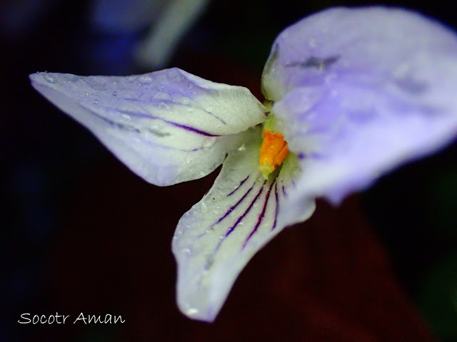 Viola bissetii