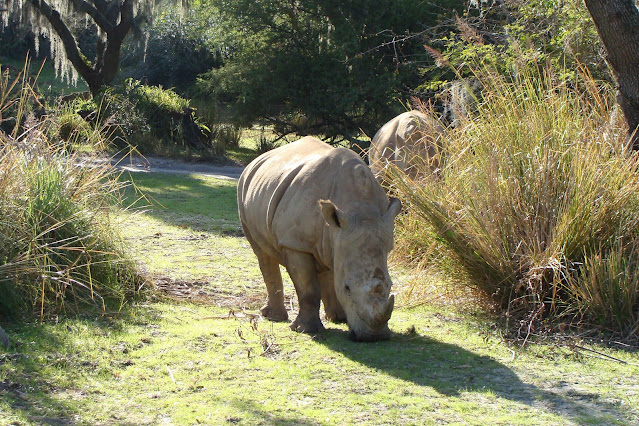 Rhino in Kilimanjaro Safari Disney's Animal Kingdom