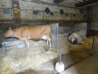 2018.07.01-011 vaches dans l'étable