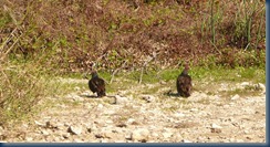 Vultures waiting for the gator's leftovers?